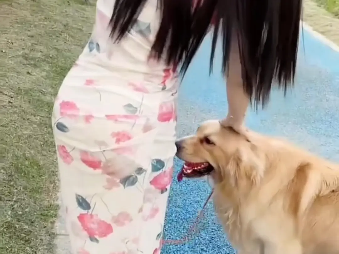 免费看《抖音香香公主与爱犬金毛》科普视频，流畅不卡顿，香香公主与爱犬金毛直播回放资源持续有效可提取！